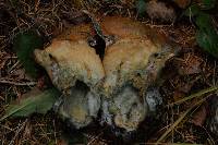 Hypomyces lateritius image