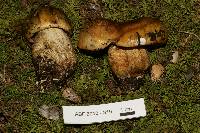 Tricholoma focale image