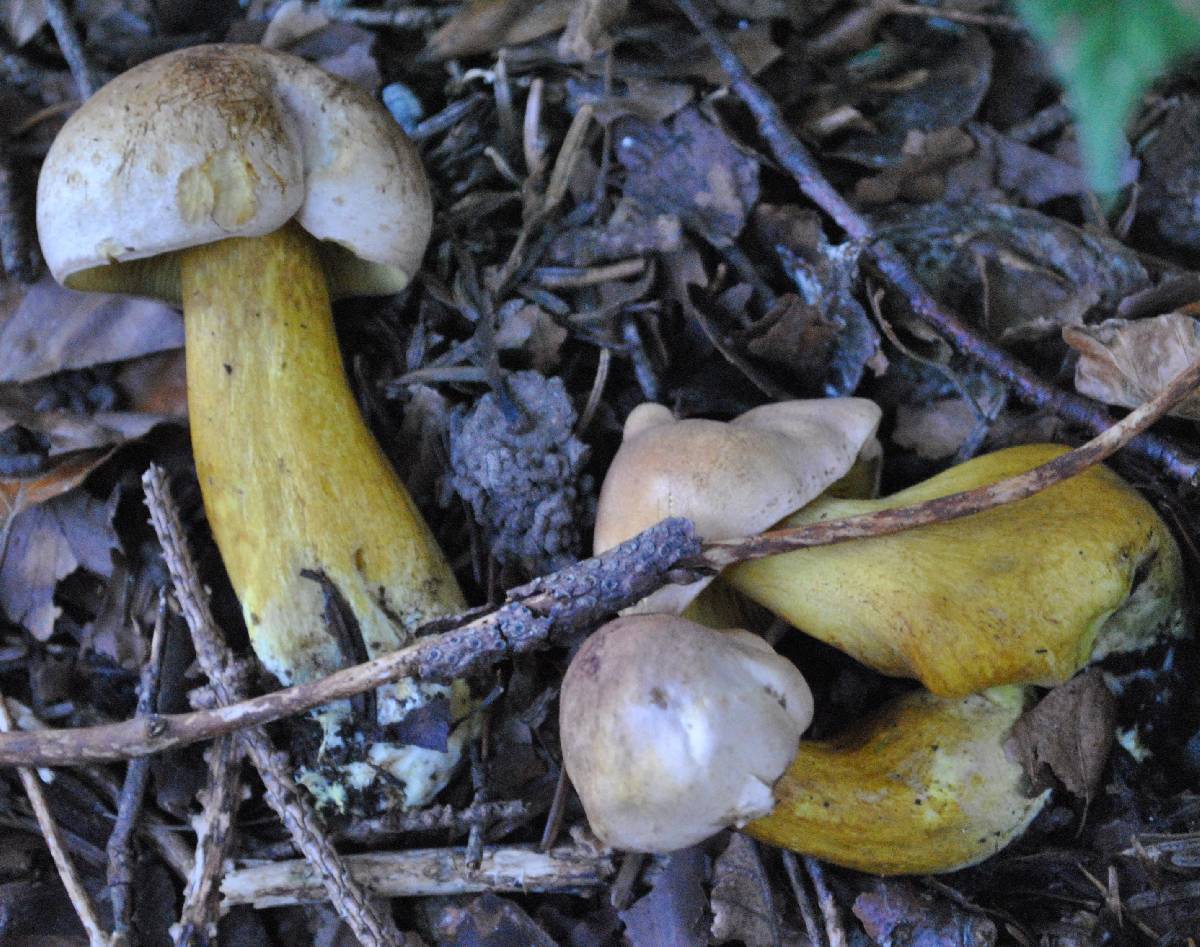 Tricholoma bufonium image