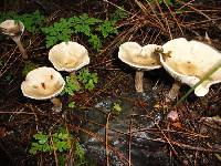 Clitocybe subclavipes image