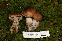 Cortinarius brunneus image