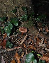 Inocybe adaequata image