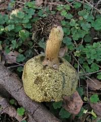 Boletus badius image