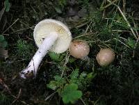 Pholiota lenta image