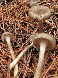 Hygrophorus pustulatus image