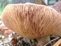 Tricholoma imbricatum image