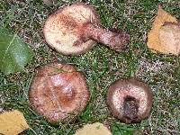 Paxillus involutus image