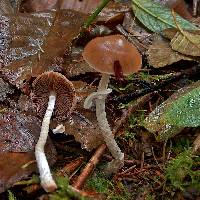 Psathyrella longistriata image