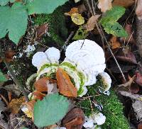 Trametes gibbosa image