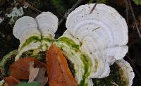 Trametes gibbosa image