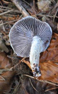 Stropharia aeruginosa image