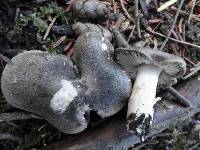 Tricholoma terreum image