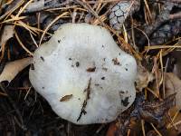 Tricholoma portentosum image