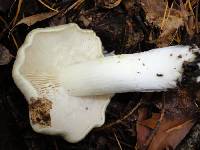 Tricholoma portentosum image