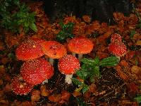 Amanita amerimuscaria image