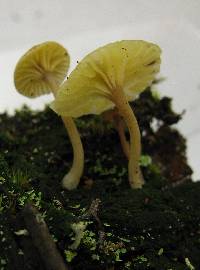 Lichenomphalia umbellifera image