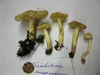 Tricholoma sulphureum image