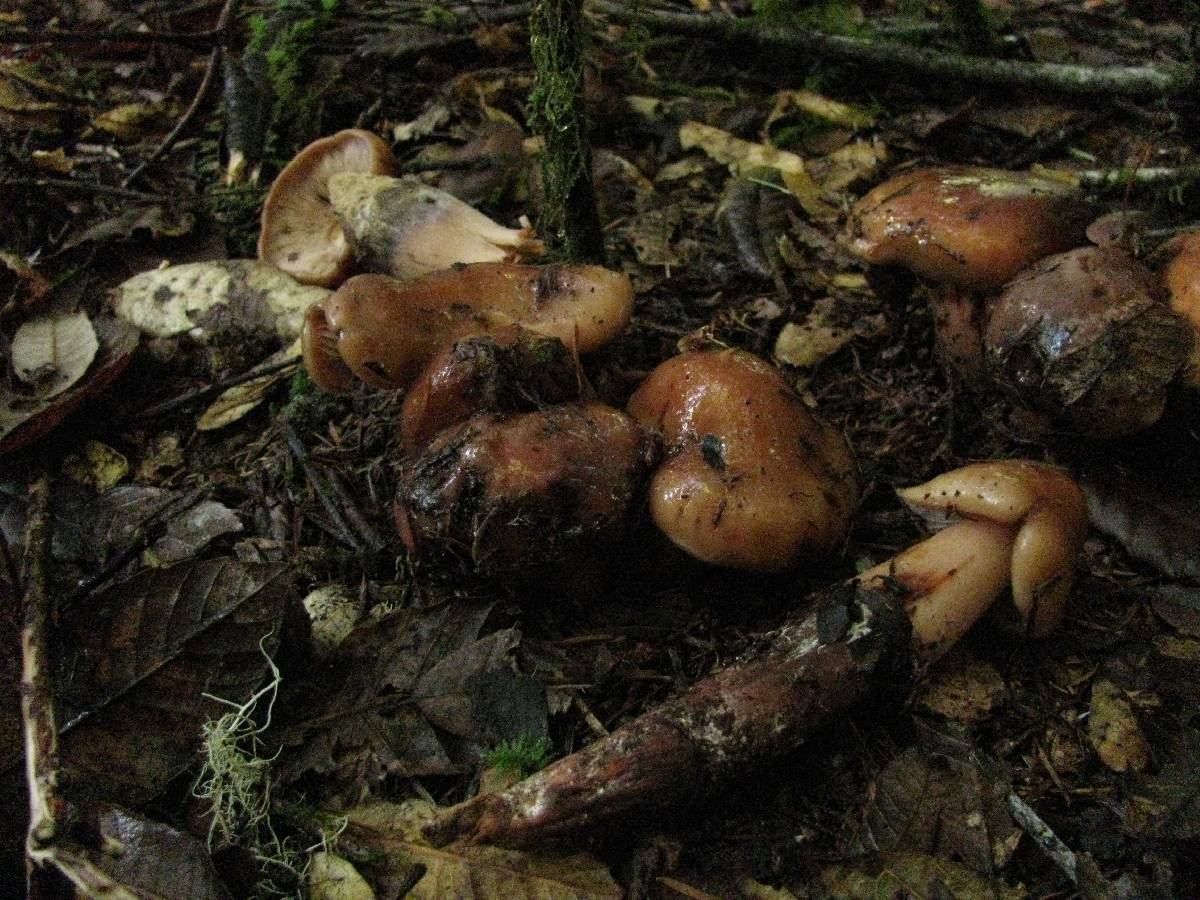 Phaeocollybia spadicea image