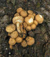 Pholiota squarrosa image