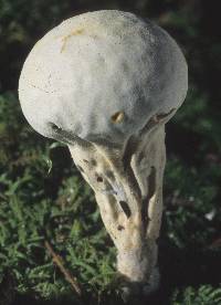 Lycoperdon excipuliforme image