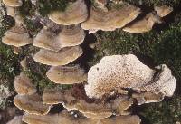 Cerrena unicolor image