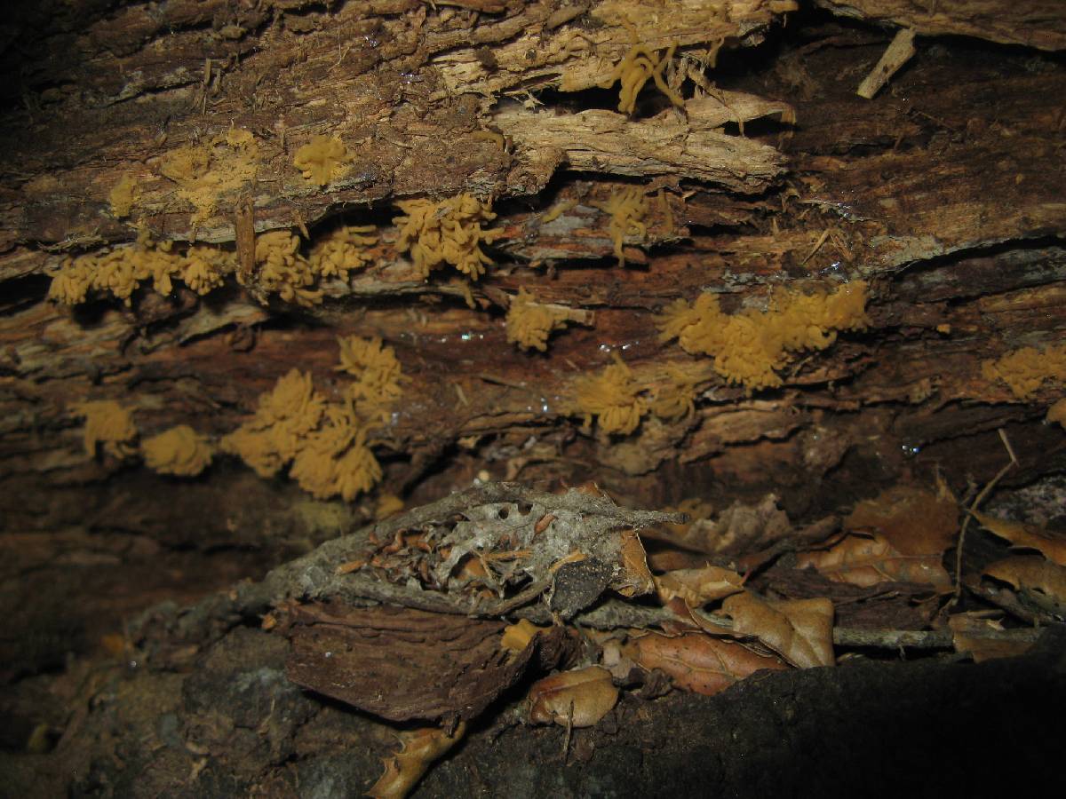 Arcyria obvelata image