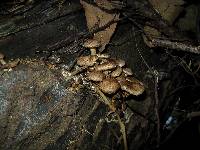 Pholiota terrestris image