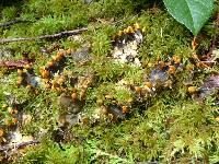 Peltigera membranacea image