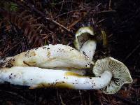 Tricholoma saponaceum image