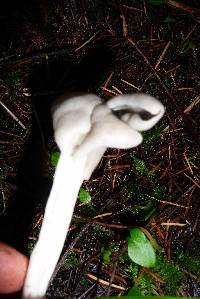 Helvella lacunosa image