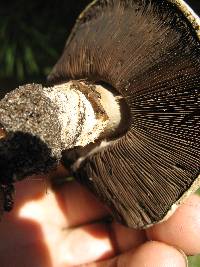 Agaricus bitorquis image