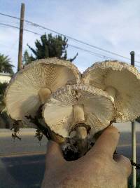 Chlorophyllum rachodes image