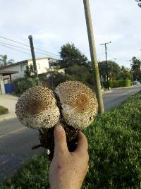 Chlorophyllum rachodes image