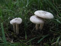 Melanoleuca exscissa var. exscissa image