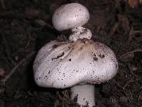 Agaricus californicus image