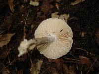 Amanita onusta image