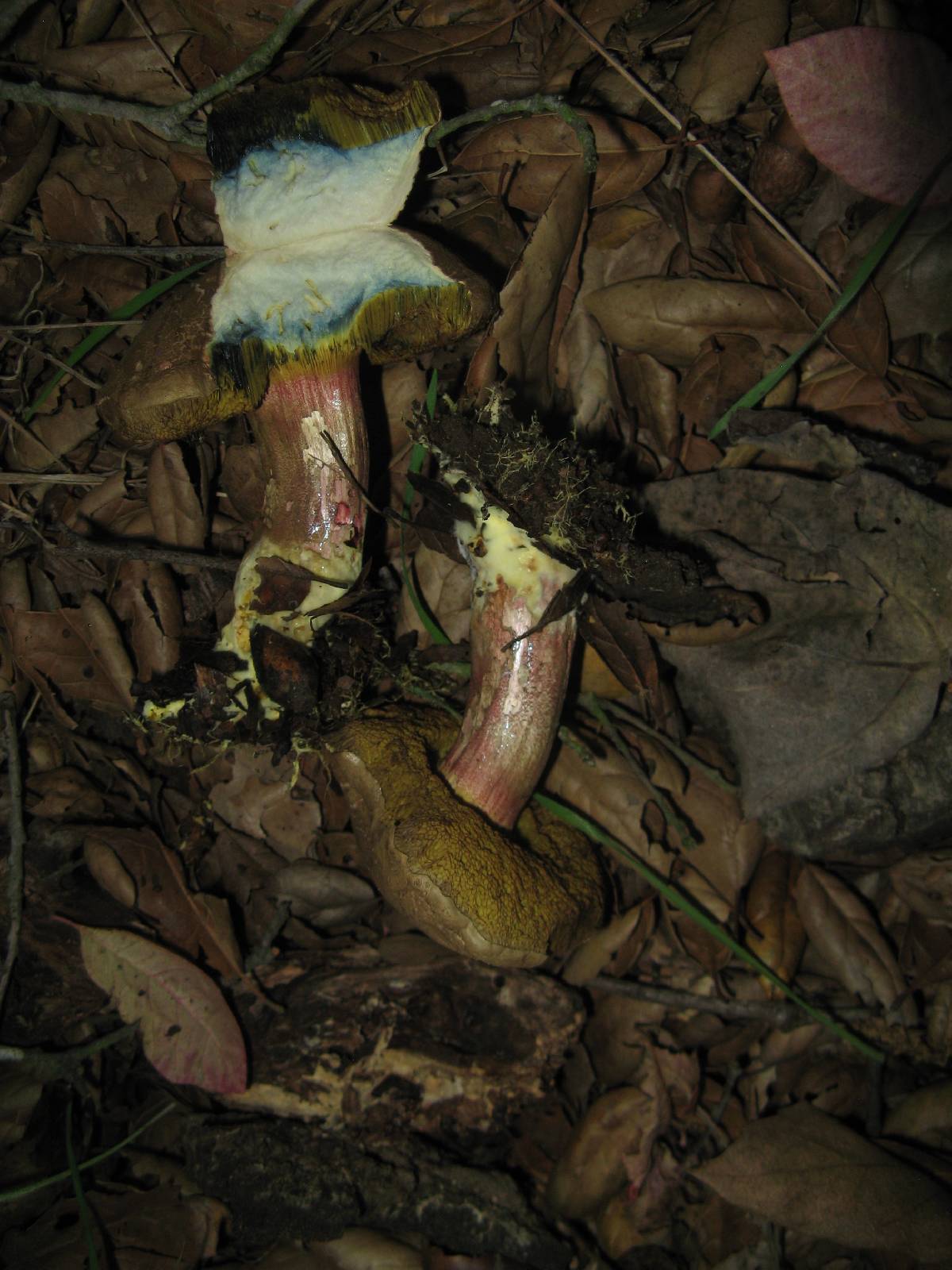 Xerocomellus mendocinensis image