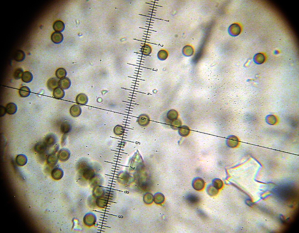 Disciseda brandegei image
