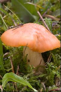 Hygrocybe pratensis image