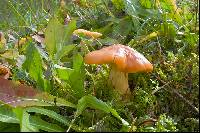 Hygrocybe pratensis image