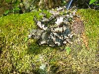 Peltigera neopolydactyla image