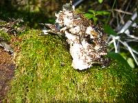 Peltigera neopolydactyla image