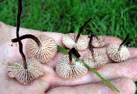 Gymnopus brassicolens var. brassicolens image