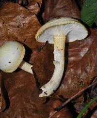 Hygrophorus chrysodon image