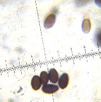 Psathyrella longipes image