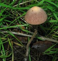 Psathyrella bipellis image