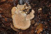 Hydnum mulsicolor image