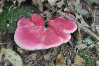 Fistulina hepatica image