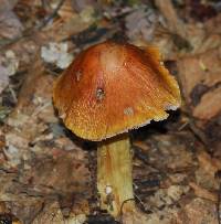 Cortinarius corrugatus image