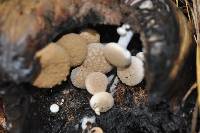 Asterophora lycoperdoides image